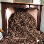 Nest removal